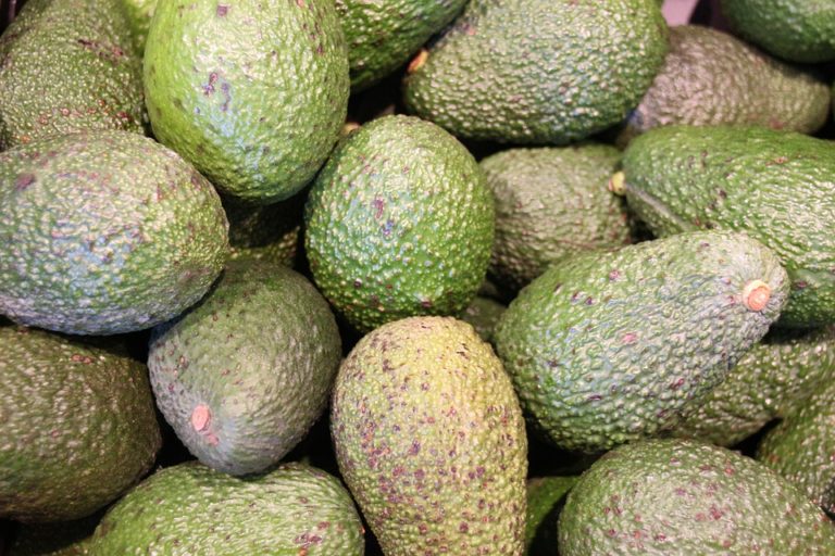 Avocado in Uganda: Varieties and Care - Freshela Exporters