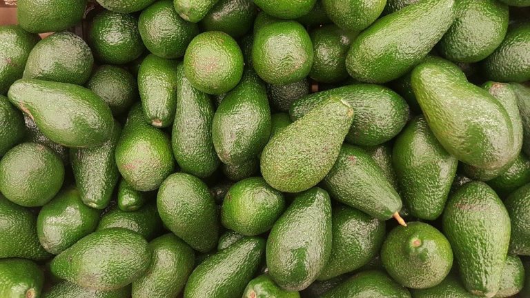 Avocado Market Price in Ethiopia - 2023 Prices and Charts - Freshela ...