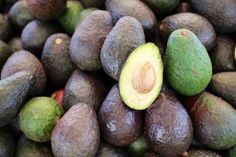 Get To Know Varieties Of South African Avocado - Freshela Exporters